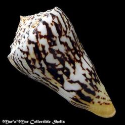 Conus centurio Born, 1778 - Imagem 2