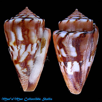 Poremskiconus brasiliensis Clench, 1942