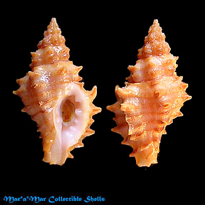 Muricopsis josei Vokes, 1994