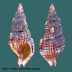 Colubraria cf. kathiewayana Fittkan & Parth, 1992*