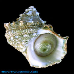 Turbo saxosus Wood, 1828