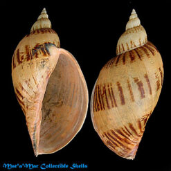 Odontocymbiola simulatrix Leal & B., 1989