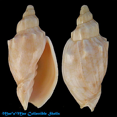 Odontocymbiola americana (Reeve, 1846)
