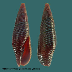 Mitra effusa Broderip, 1836