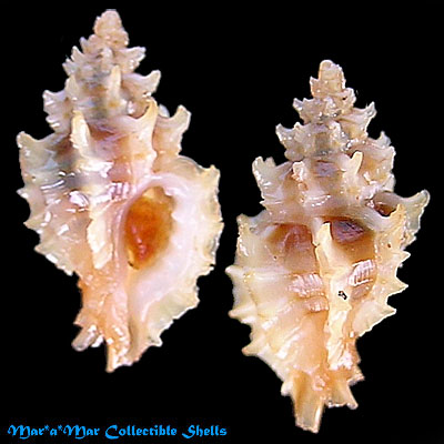 Pazinotus bodarti Paulo Márcio S.Costa, 1993