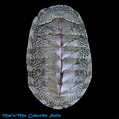 Chiton squamosus L., 1764