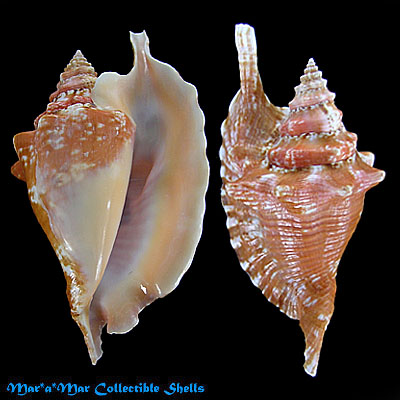 Strombus gallus Linnaeus, 1758