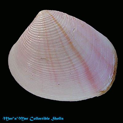 Crassatella brasiliensis (Dall, 1903)*