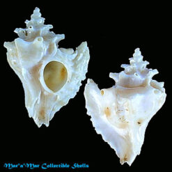 Typhina expansa (G. B. Sowerby II, 1874)