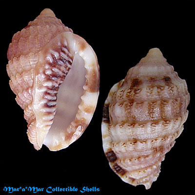 Morum matthewsi Emerson, 1967