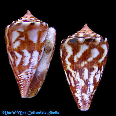 Poremskiconus brasiliensis Clench, 1942