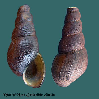 Aylacostoma pulcher (Reeve, 1860)