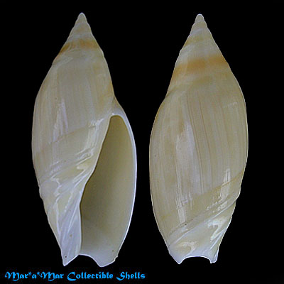 Amalda tankervillei (Swainson, 1825)