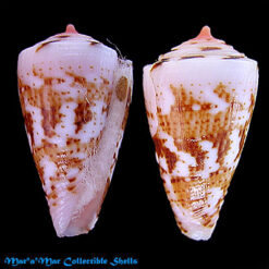 Conus cargilei Coltro, 2004