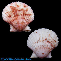 Argopecten noronhensis (E. A. Smith, 1885)