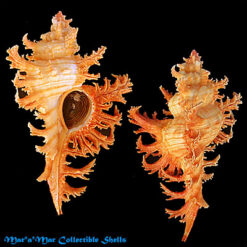 Chicoreus spectrum (Reeve, 1846)