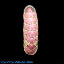 Ischnoplax cf. edwin (Melo & Pinto, 1989)