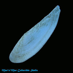 Adrana patagonica (Orbigny, 1846)*