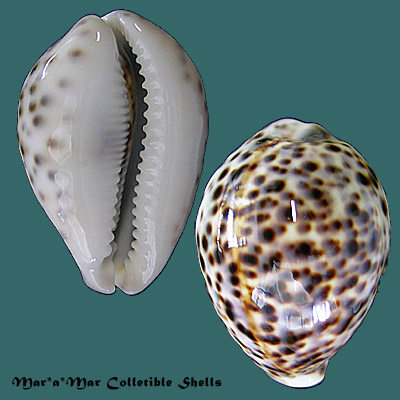 Cypraea (Cypraea) tigris L., 1758