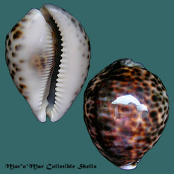 Cypraea (Cypraea) tigris L., 1758