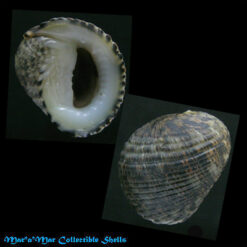 Nerita funiculata Menke, 1851