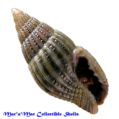 Anachis nigricans Sowerby, 1844