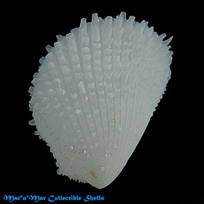 Lima tetrica Gould, 1851