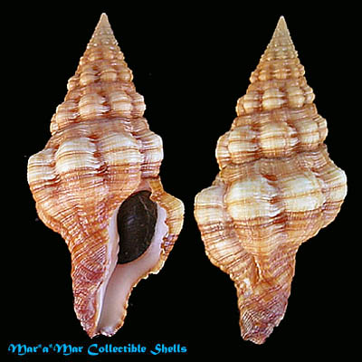 Latirus tumens Carpenter, 1856