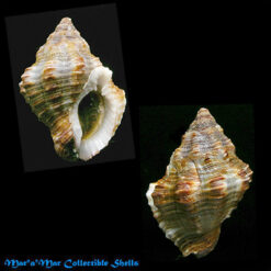 Cantharus ringens Reeve, 1846