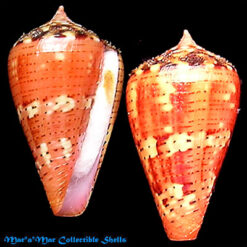 Conus vittatus Hwass, 1792