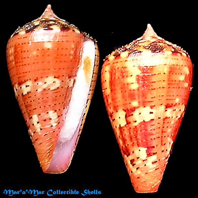 Conus vittatus Hwass, 1792