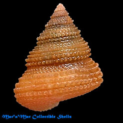 Alternative view of Calliostoma echinatum Dall, 1881