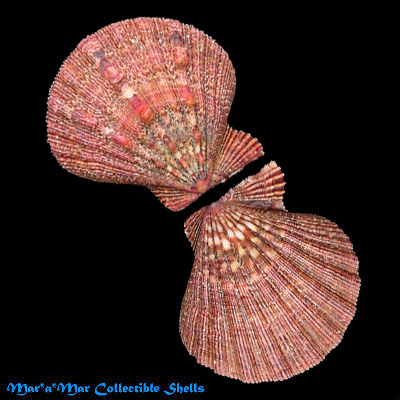 Nodipecten subnodosus Sowerby, 1835