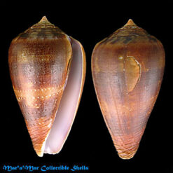 Conus ermineus Born, 1778