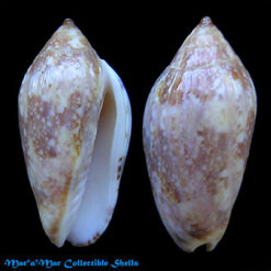 Plicoliva zelindae oceanica Coltro, 2005 LIGHT COLOR