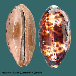 Cypraea (Chelycypraea) testudinaria Linnaeus, 1758