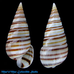 Pyramidella dolabrata Linnaeus, 1758