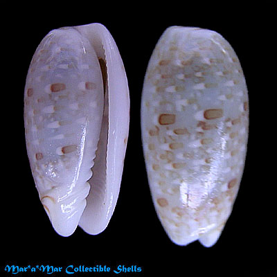 Persicula muralis (Hinds,1844)