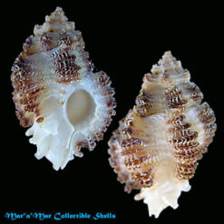 Favartia celullosa nuceos (Conrad, 1846)*