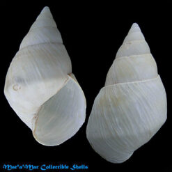 Atopochochlis exarata (Müller, 1774)