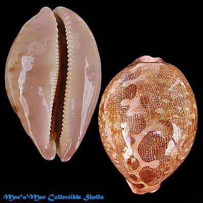 Cypraea (Leporicypraea) mappa mappa (Linnaeus, C., 1758)