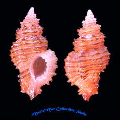 Favartia varimutabilis Houart, 1991*