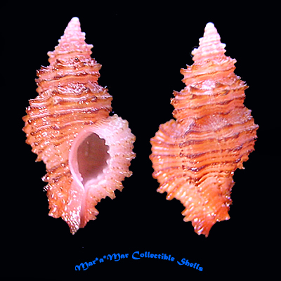 Favartia varimutabilis Houart, 1991*