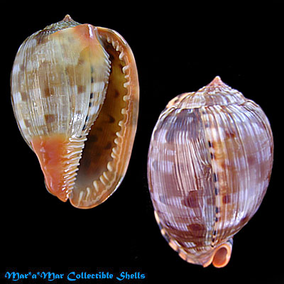 Cypraeacassis testiculus senegalica (Gmelin, 1791)