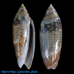 Agaronia acuminata (Lamarck, 1822)