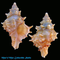 Acanthotrophon striatoides Vokes, 1991*