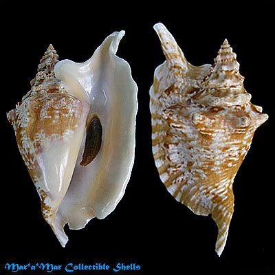 Strombus gallus Linnaeus, 1758