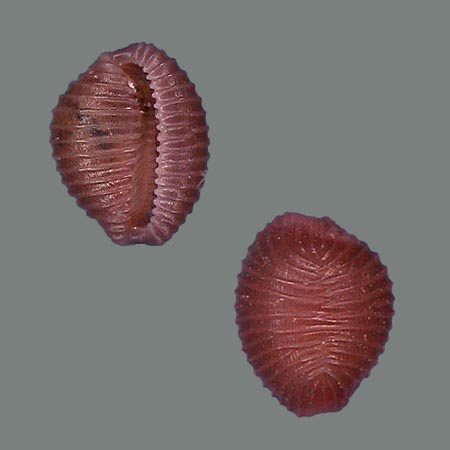 Pusula (Trivia) pygmaea (Schilder, 1931)