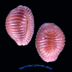 Pusula (Trivia) pygmaea (Schilder, 1931) - Imagem 2