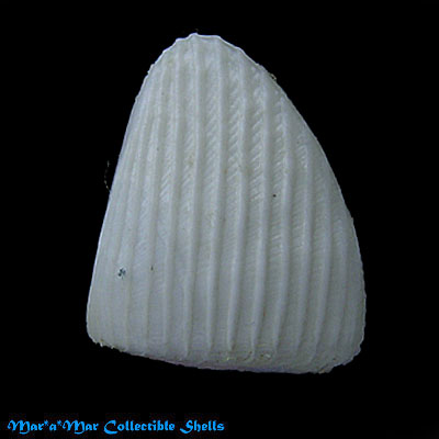 Donax madagascariensis Wood, 1828